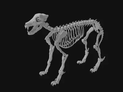 Wolf skeleton 3D model purchase