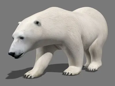 Polar Bear PRO 3D model