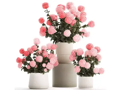 Beautiful bushes of pink hydrangea in a flower pot for home 3D model