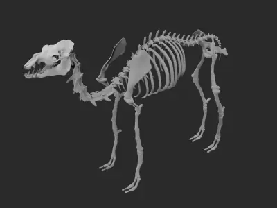 Skeleton of camel 3D model