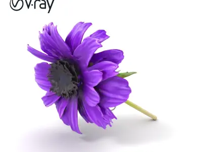 Purple Cornflower Realistic Botanical Model Pack Low-poly 3D model