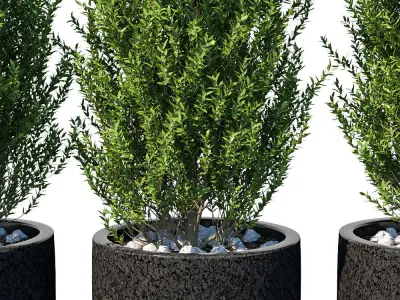 Plant in the pot II 3D model