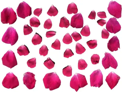 Rose Petals 3D model