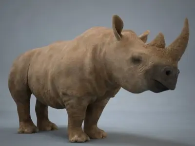 Rhino rhinoceros 3D model get