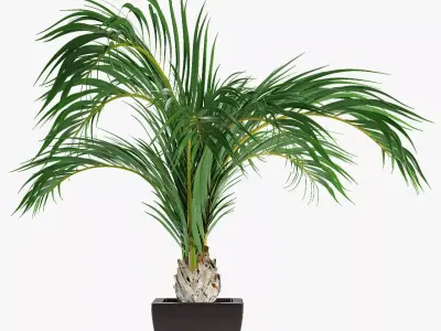 Realistic Palm Garden 3D model