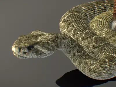 Western Diamondback Rattlesnake 3D model