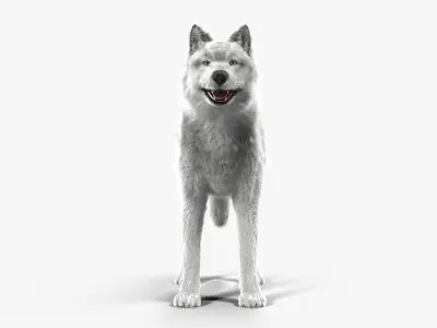 Wolf White Low-poly 3D model