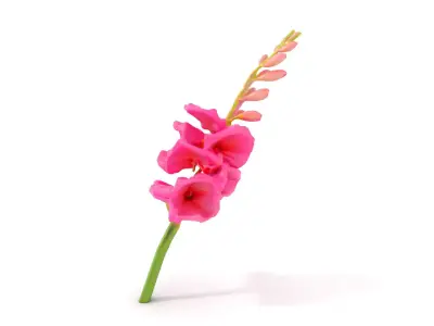 Pink Gladiolus Flower model pack Low-poly 3D model