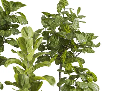 Ficus Lyrata plants - indoor plant set 350 in a concrete pot Low-poly 3D model