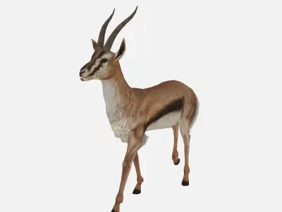 antelope goat caprine sheep lamb deer animation Low-poly 3D model