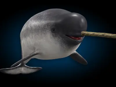 Narwhal 3D model
