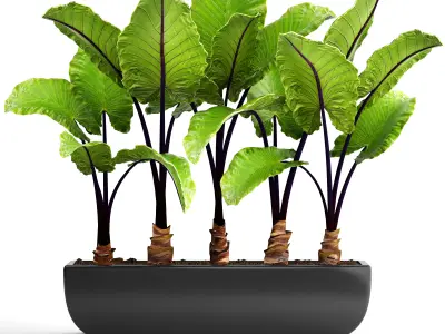 Alocasia macrorrhiza 3D model