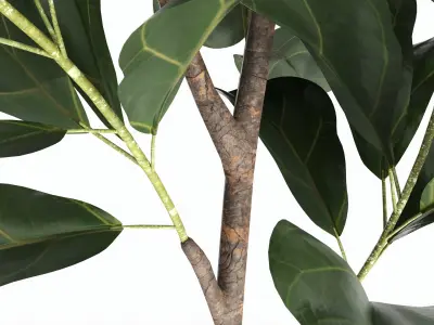 Artificial Ficus Plant in Pot 3D model