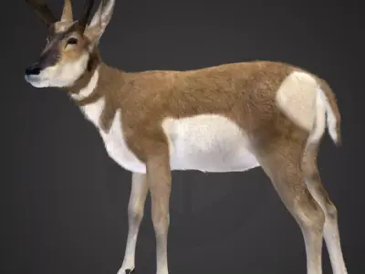 Pronghorn Antelope Animated 3D model