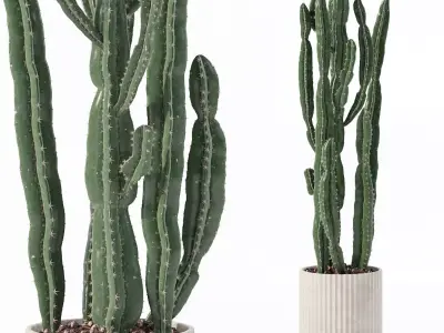 Euphorbia candelabrum in modern flower pot 3D model