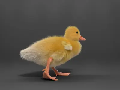 Duckling Animated VFX Grace 3D model