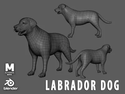 Labrador Dog BaseMesh  Low-poly 3D model