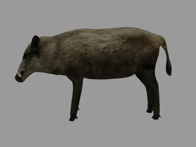 Boar - Javali Low-poly 3D model