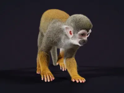 Squirrel Monkey Animated VFX Grace 3D model