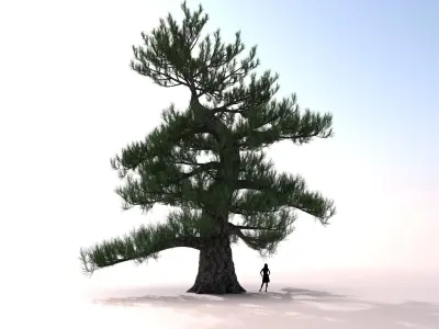 Japanese Pine tree Low-poly 3D model