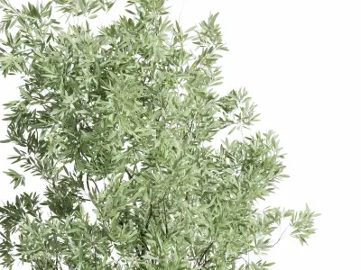 Olive tree in an old concrete vase indoor plant set 382 Low-poly 3D model