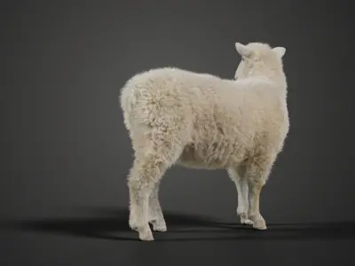 Young Sheep With 5 Animations  VFX Grace 3D model