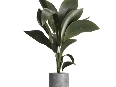 indoor plant 029 3D model