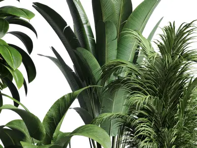 indoor plant ficus rubbery palm ravenala wooden vase 3D model