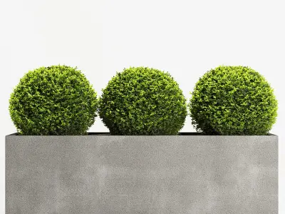 Boxwood Topiary Three Balls 3D model