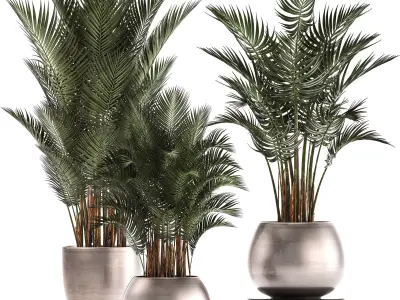 Collection of Exotic plants palms Howea 3D model