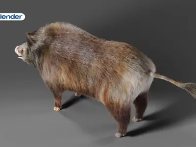 Fur Black Wild Boar Rigged V06 in Blender Low-poly 3D model