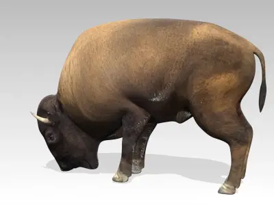 American Buffalo Animated Low-poly 3D model