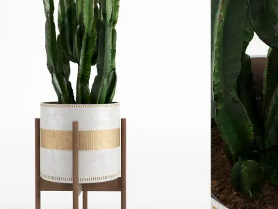 Collection plant 001