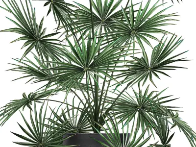 Decorative palm in a flowerpot 716 3D model