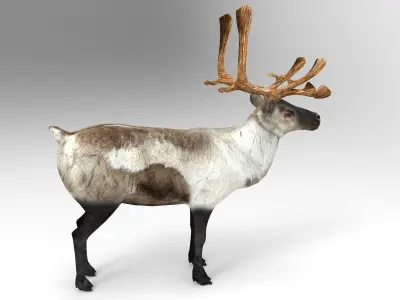 Snow Reindeer Rigged  Low-poly 3D model