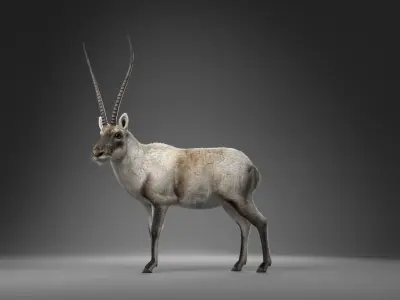 Tibetan Antelope Animation - VFX Grace 3D model