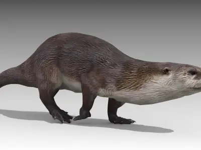 Otter Low-poly 3D model