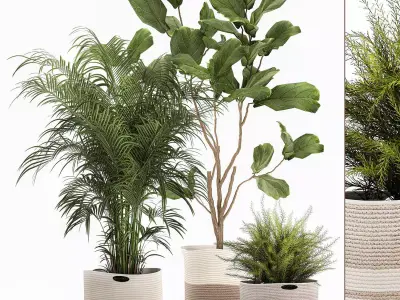 Ornamental plants in fabric baskets for decoration 1092 3D model