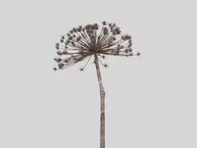 Dry Dill flower 3D model