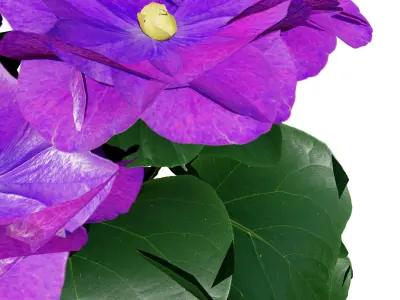 African violets and Poinsettia Plant  Low-poly 3D model