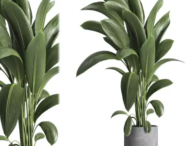 indoor plant 031 3D model