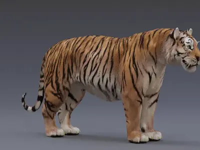Tiger 3D model Low-poly 3D model buy