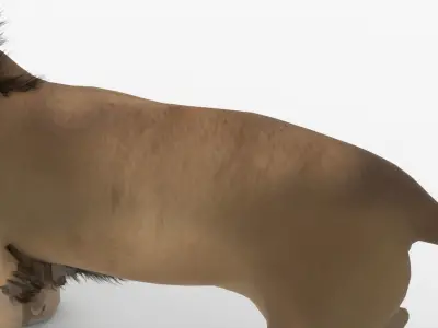 Realistic Scan Lion 3D model
