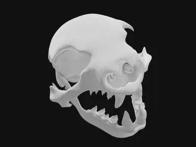 Sloth skull 3D model
