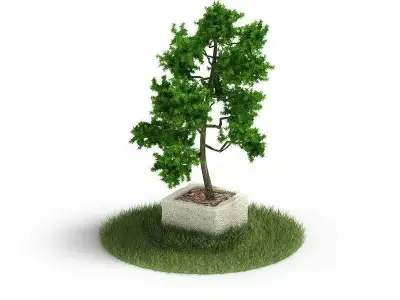 Ornamental Tree In A Stone Planter 3D model