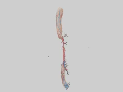 Human Brachial Artery Model Low-poly 3D model