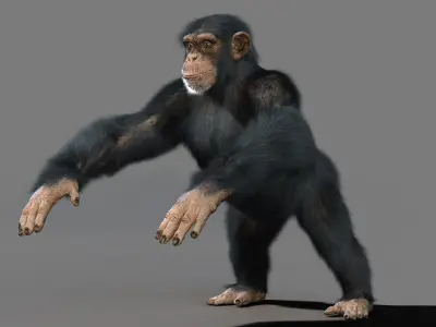 Chimpanzee with realistic fur Low-poly 3D model