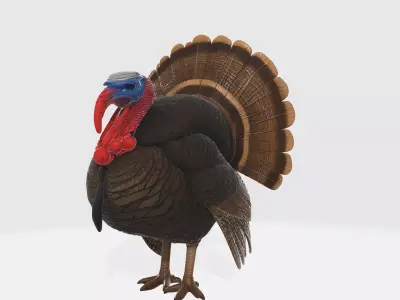 Realistic Turkey Thanksgiving Decor Wild Turkey 3D print model