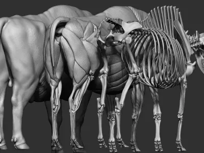 3D European bison    3D model