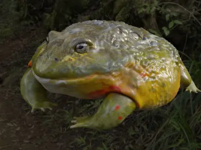 Bullfrog frog Low-poly 3D model